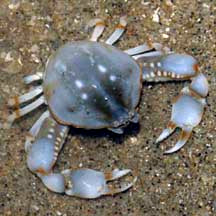 Smooth Pebble Crab (Bellidilia Laevis)