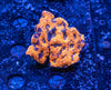 Acanthastrea Echinata