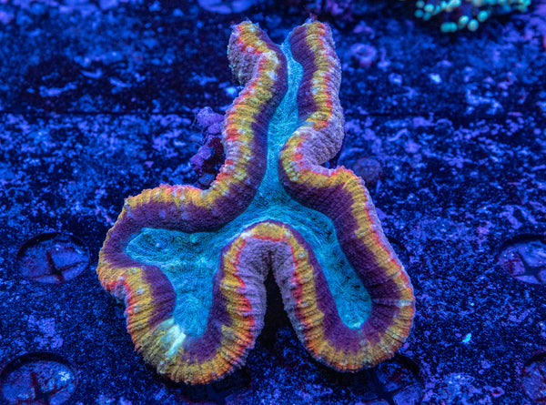 Lobophyllia