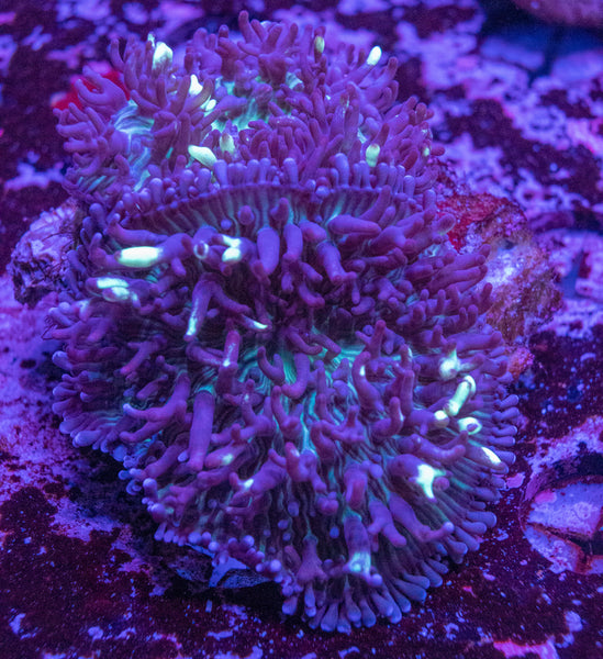 Fluffy Morph (2 Polyps)