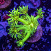 Toxic Green Goni Frag