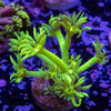 Toxic Green Goni Frag