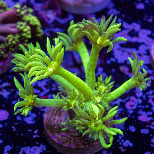 Toxic Green Goni Frag