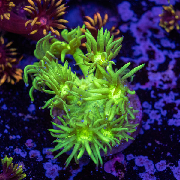 Toxic Green Goni Frag