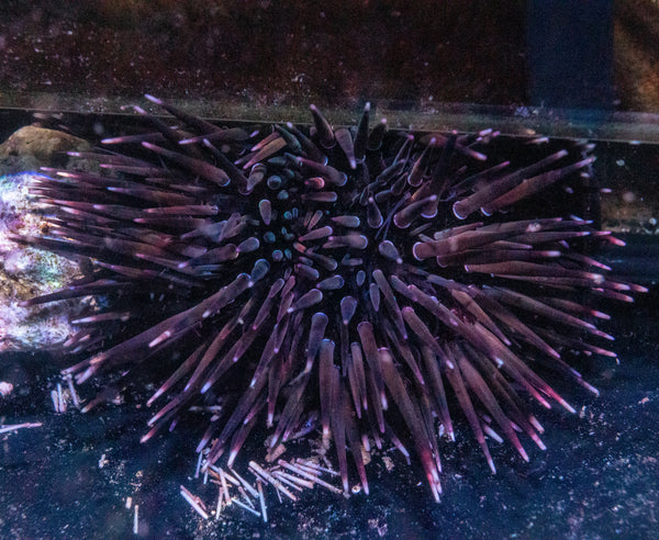 Short Spine Urchin (Echinometra spp)