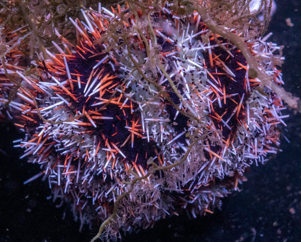 Decorator Urchin