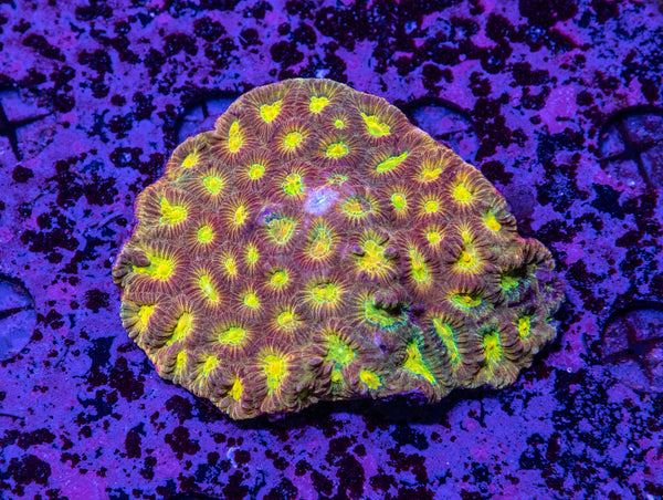 Acan. Echinata