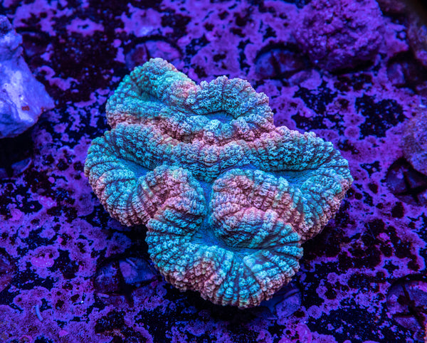 Lobophyllia