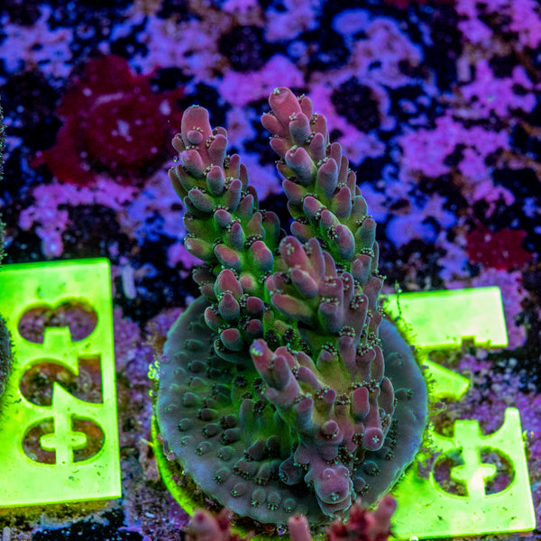 AMA Acro Frag 034