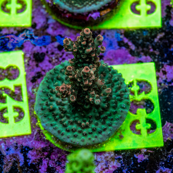 AMA Acro Frag 039 'Franks Gasp'