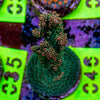 AMA Acro Frag 046 'Franks Gasp'