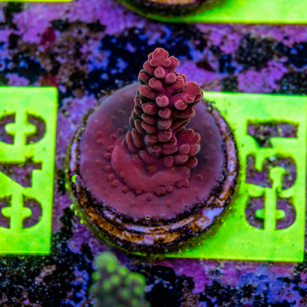 AMA Acro Frag 051