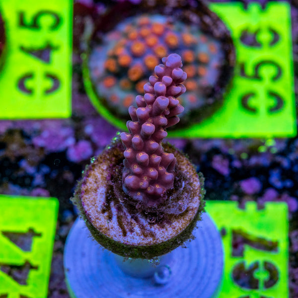 AMA Acro Frag 067