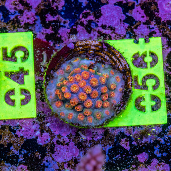 AMA Acro Frag 056 'Party Crusher'