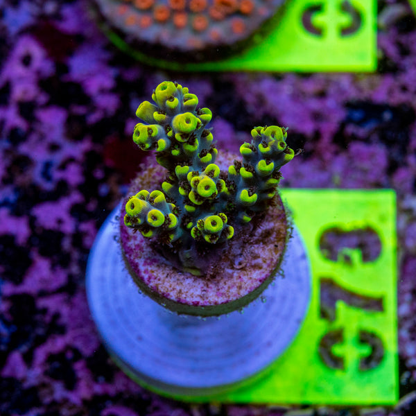 AMA Acro Frag 073