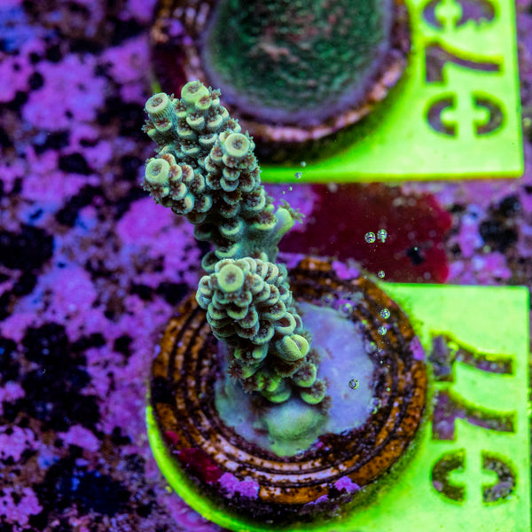 AMA Acro Frag 077