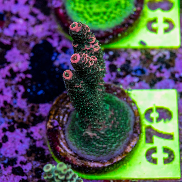 AMA Acro Frag 079