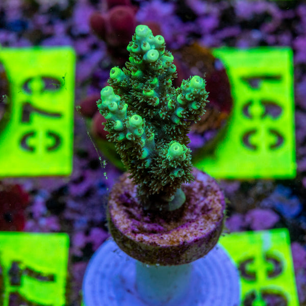 AMA Acro Frag 090