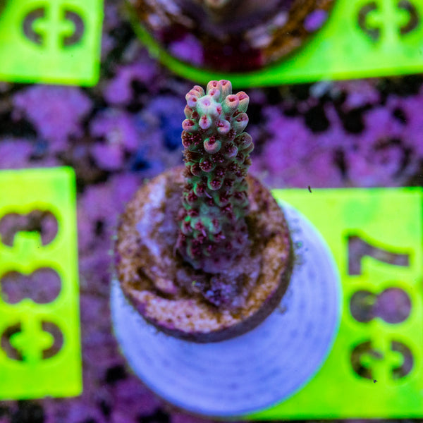 AMA Acro Frag 087