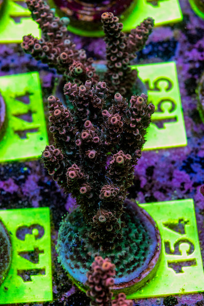 AMA Acro Frag 154