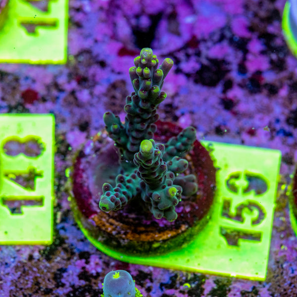 AMA Acro Frag 159