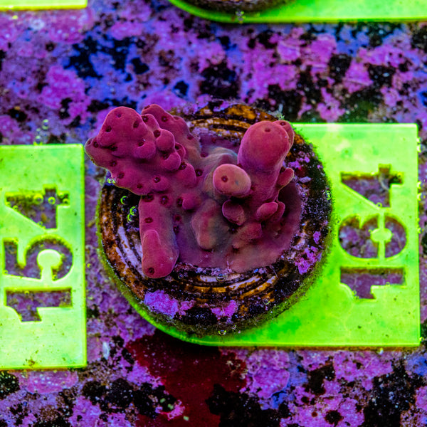 AMA Acro Frag 164 'Hells Bells'