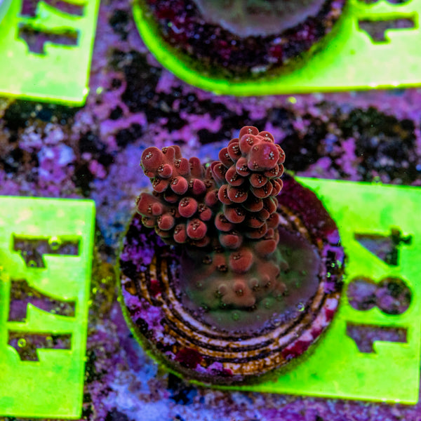 AMA Acro Frag 184