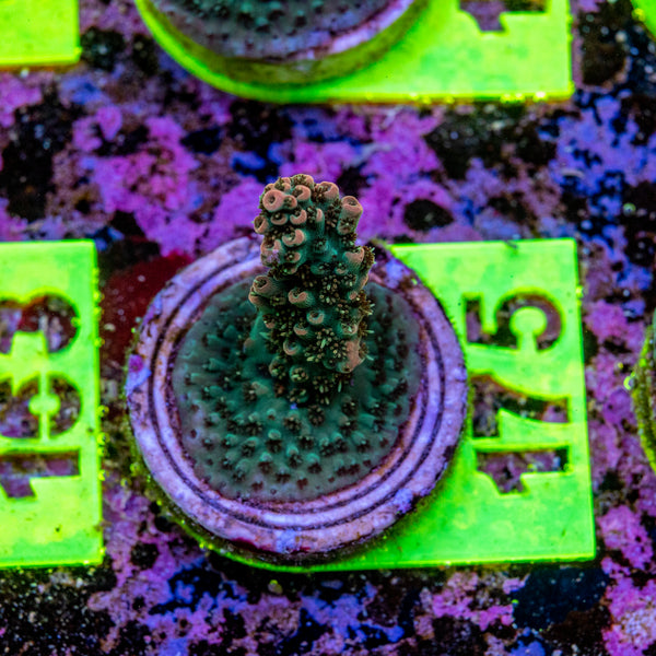 AMA Acro Frag 175 'Franks Gasp'