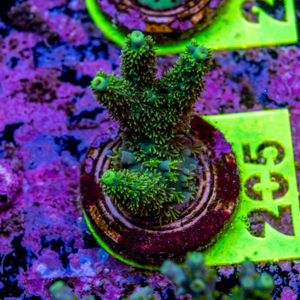 AMA Acro Frag 205