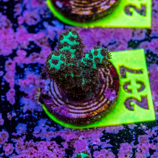 AMA Acro Frag 207