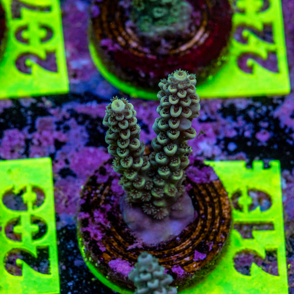 AMA Acro Frag 219