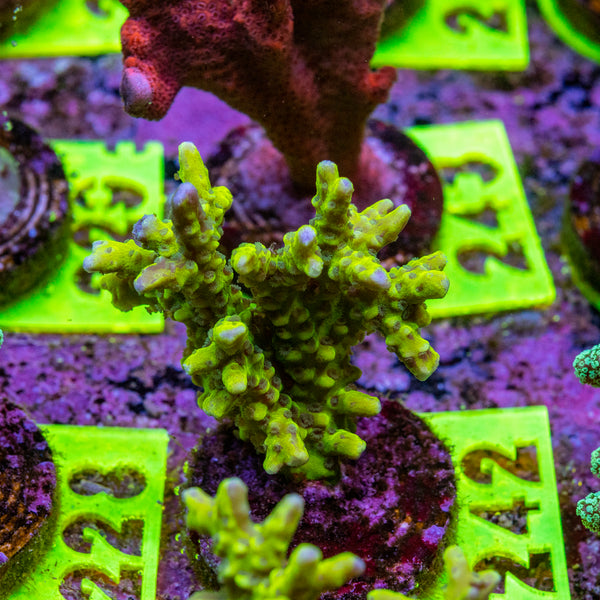 AMA Acro Frag 242 'Green Goblin'