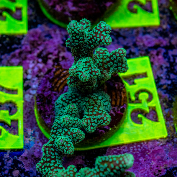 AMA Acro Frag 251