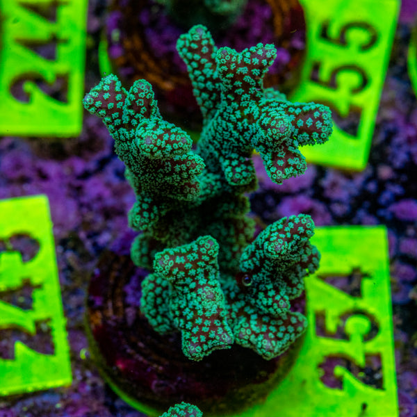 AMA Acro Frag 254