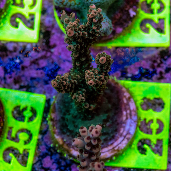 AMA Acro Frag 268 'Franks Gasp'