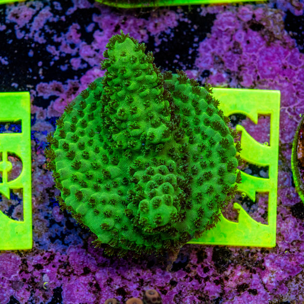 AMA Acro Frag 272