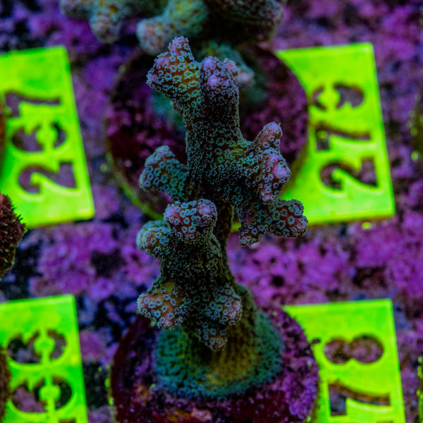 AMA Acro Frag 278