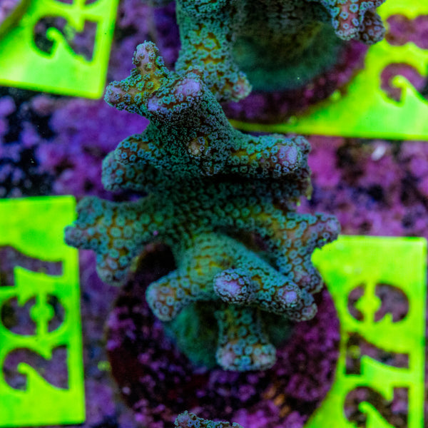 AMA Acro Frag 279