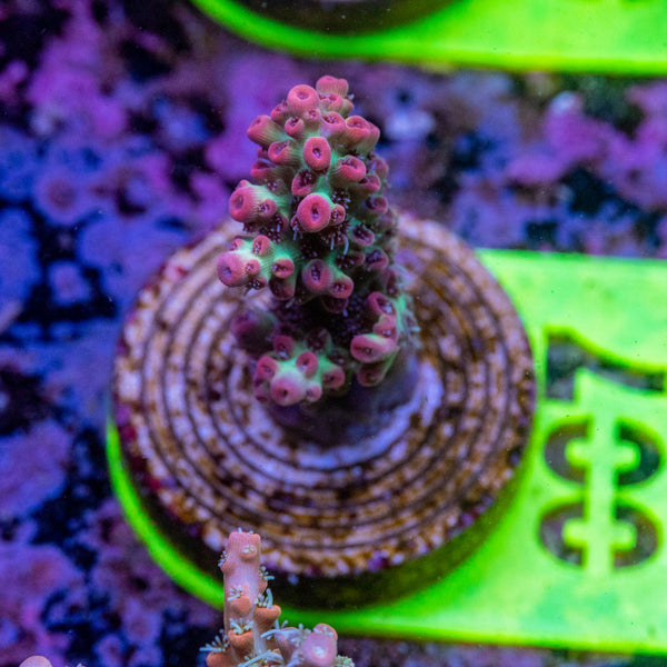 AMA SPS Frag 007 'Strawberry Shortcake'