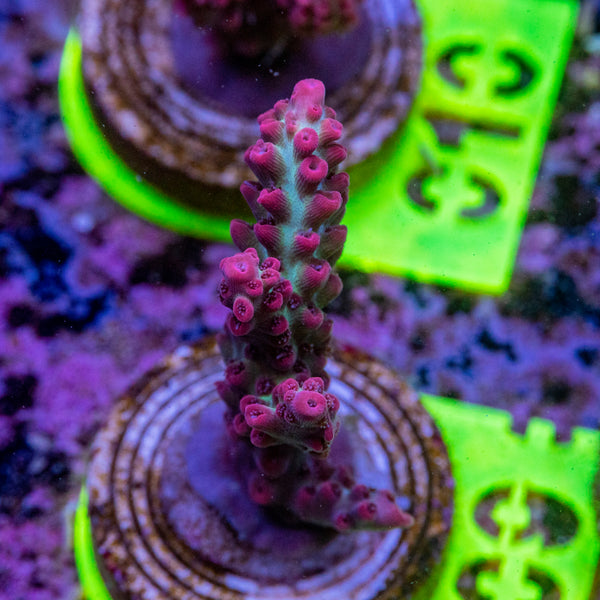 AMA SPS Frag 009 'Strawberry Shortcake'