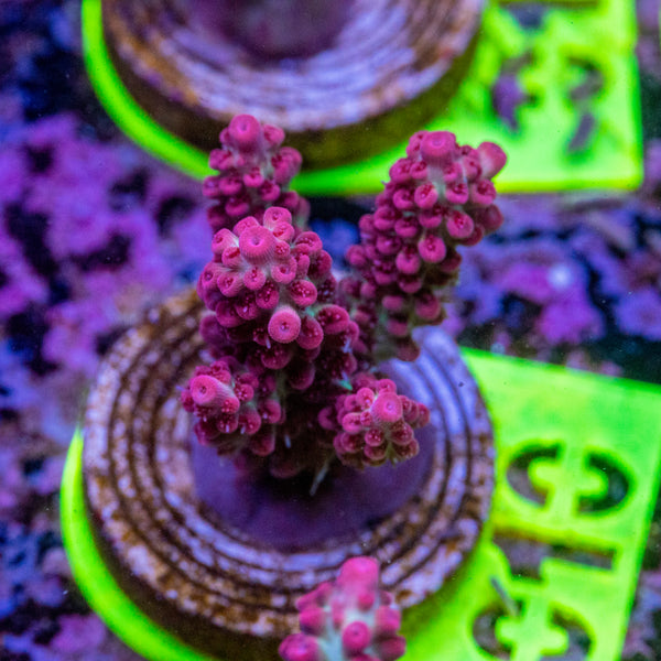 AMA SPS Frag 010 'Strawberry Shortcake'