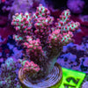 AMA SPS Frag 012 'Strawberry Shortcake'