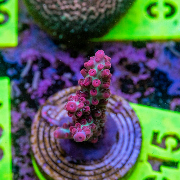 AMA SPS Frag 015 'Strawberry Shortcake'