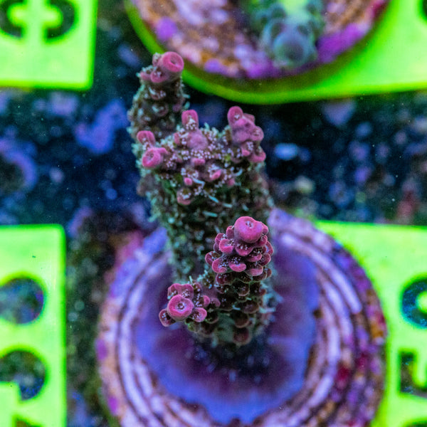 AMA SPS Frag 050 'Blueberry Pie'