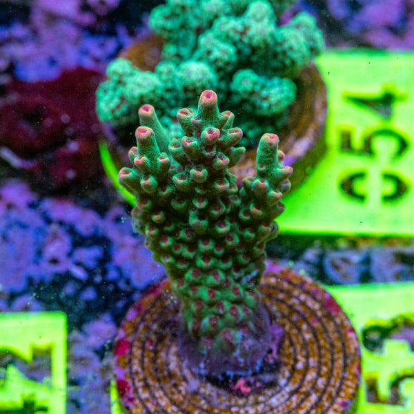 AMA SPS Frag 053 'Strawberry Shortcake Gen 2'