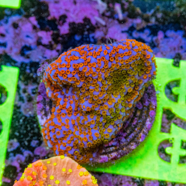 AMA SPS Frag 070 'Rainbow'