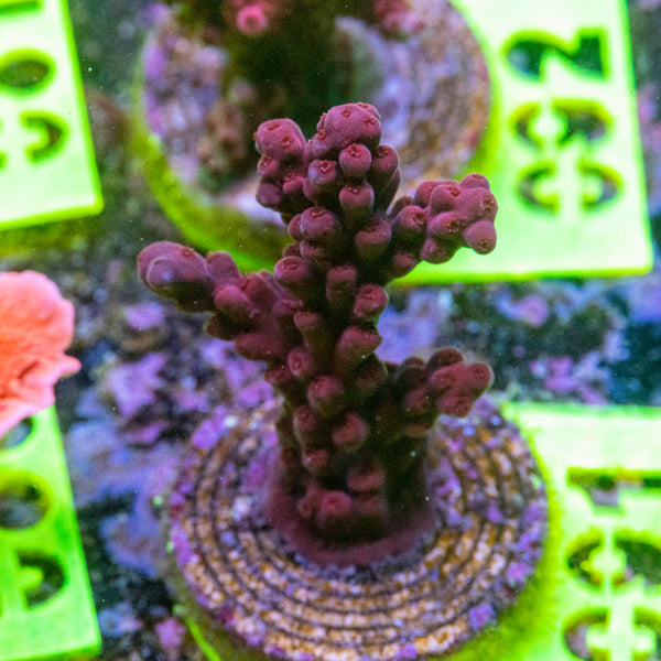 AMA SPS Frag 091