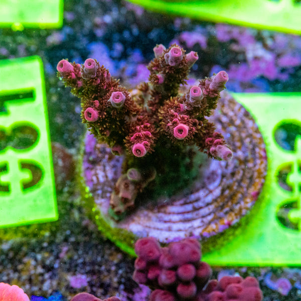 AMA SPS Frag 092 'Sunset'