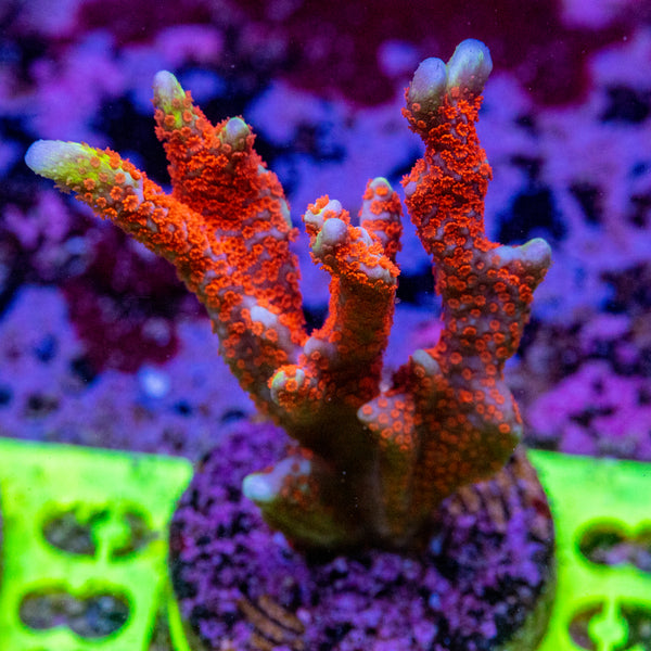 AMA SPS Frag 098 'Bubblegum Digi'