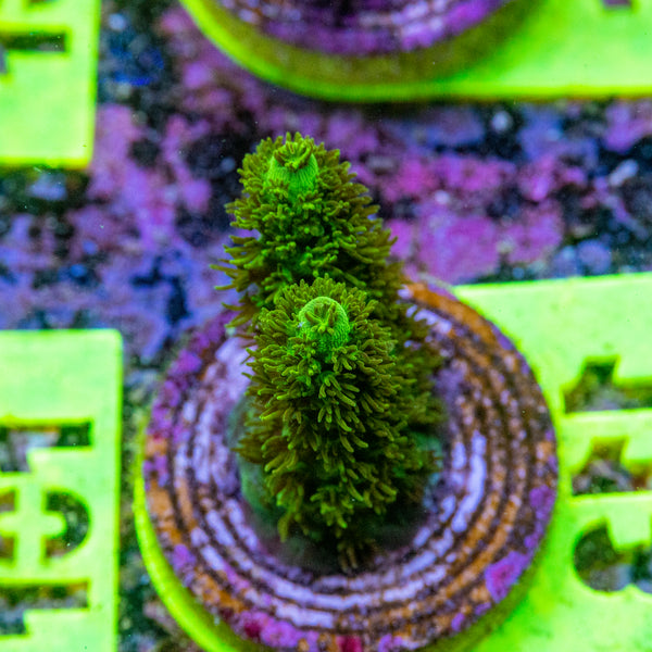 AMA SPS Frag 113 'Hairy Monster'